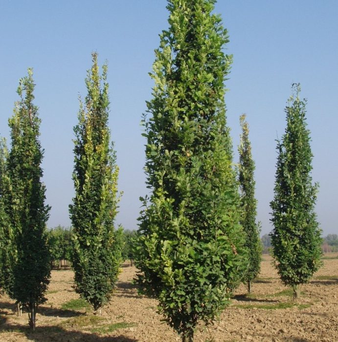 Английски дъб Пирамидалис