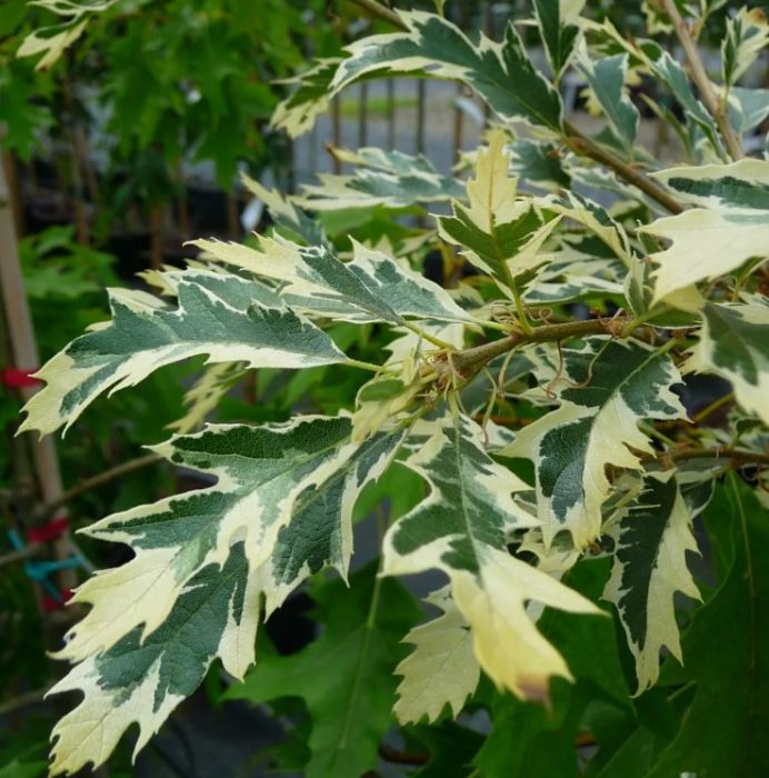 Листа на английския дъб Variegata