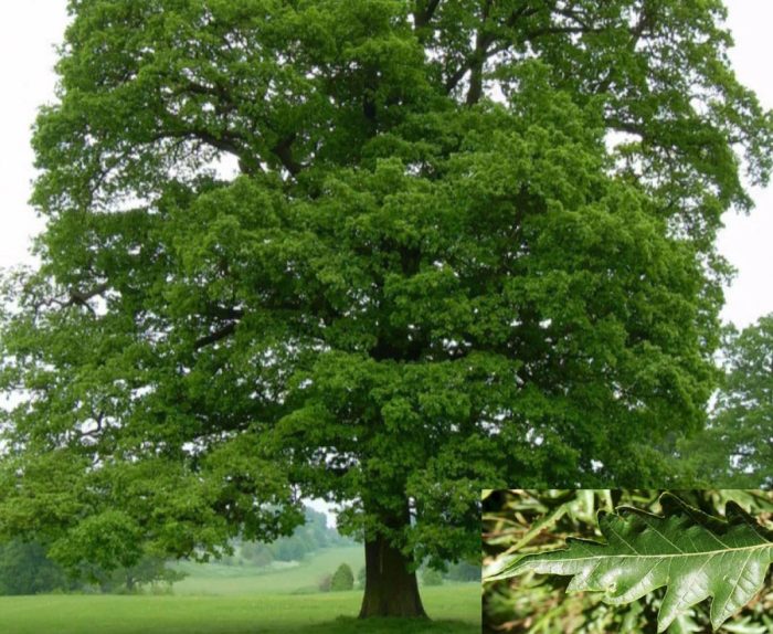 Английски дъб Asplenifolia