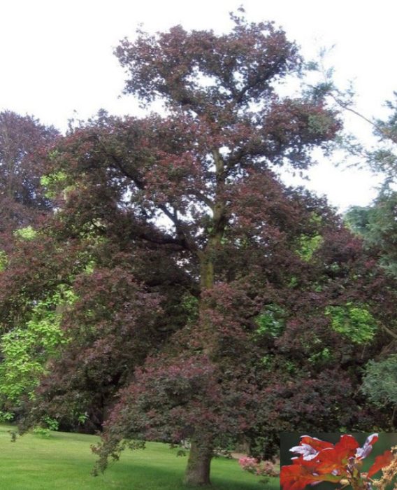 Английски дъб Атропурпурея