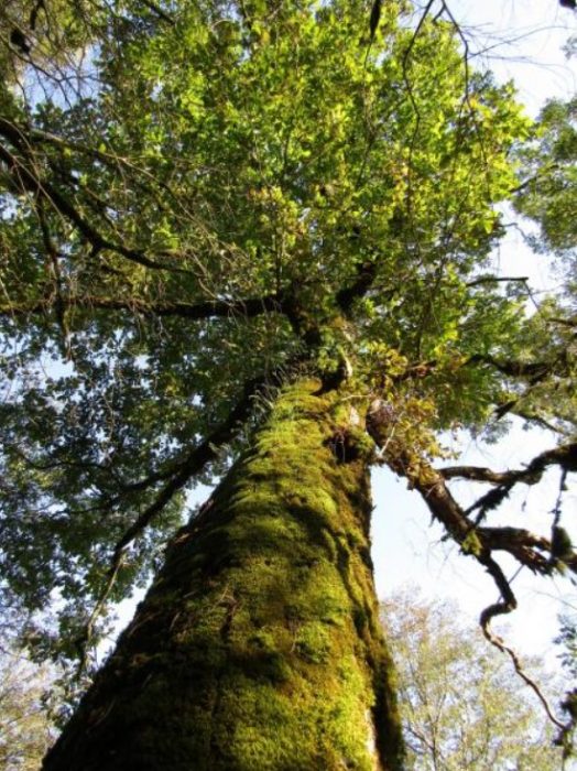 Грузински дъб