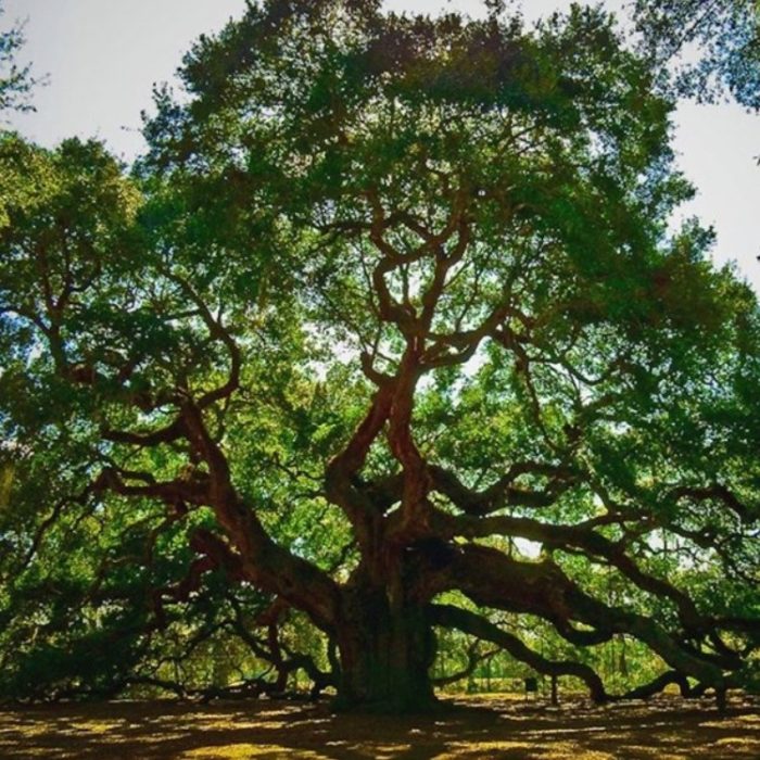 Имеретински дъб