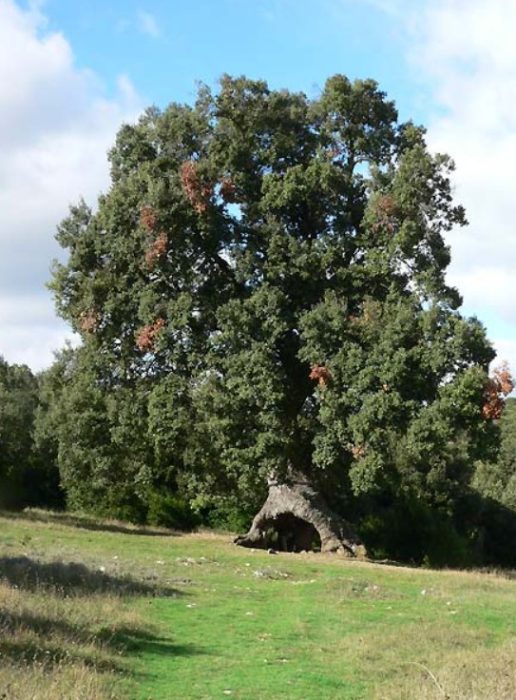 Каменен дъб