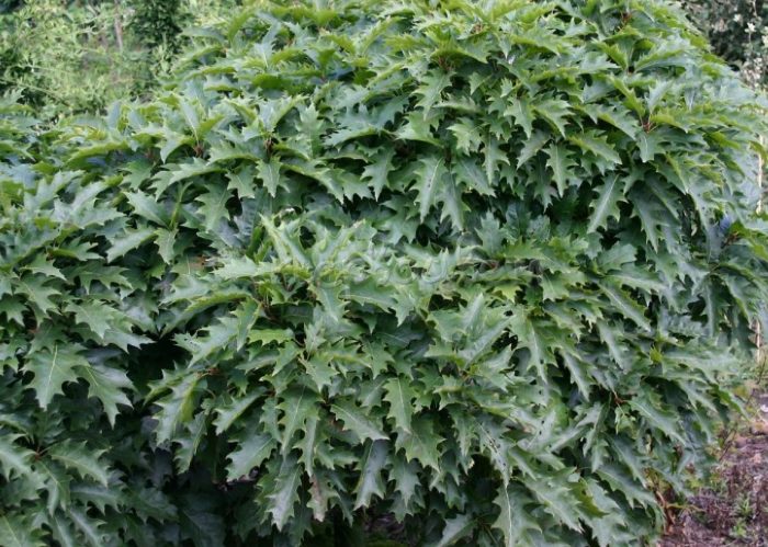 Червен дъб "Хаарен"