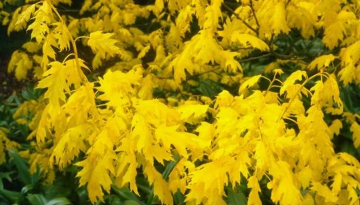 Червен дъб Ауреа