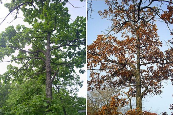 Монголски дъб