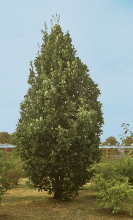 Дъбов паметник