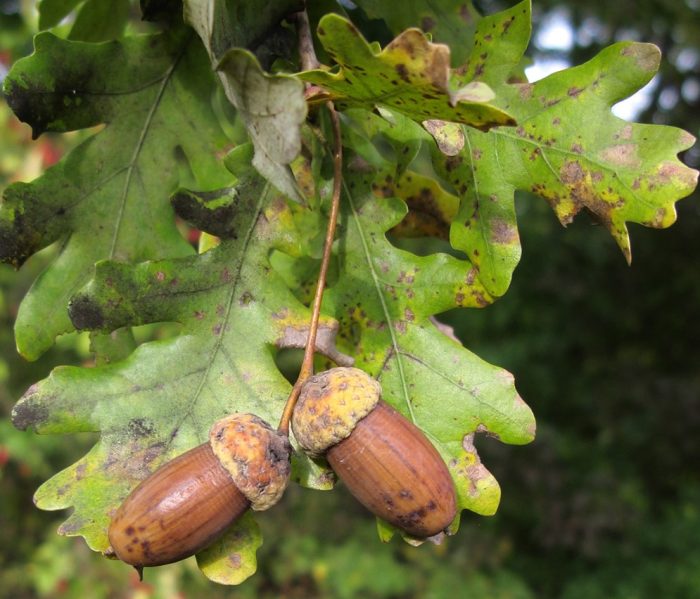 Дъб с цветове на крака
