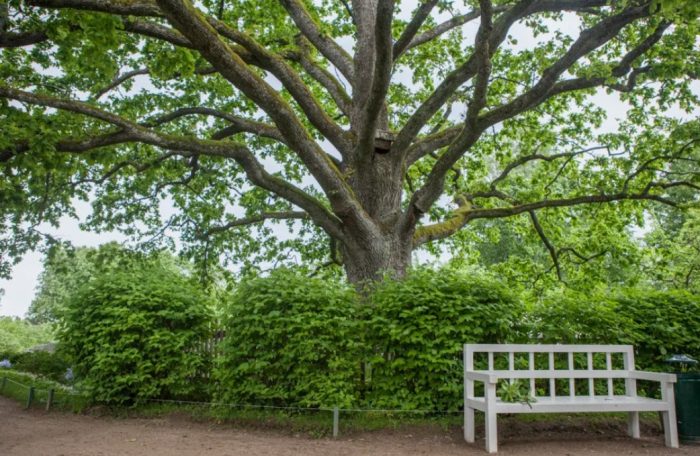 Дъб в Михайловское