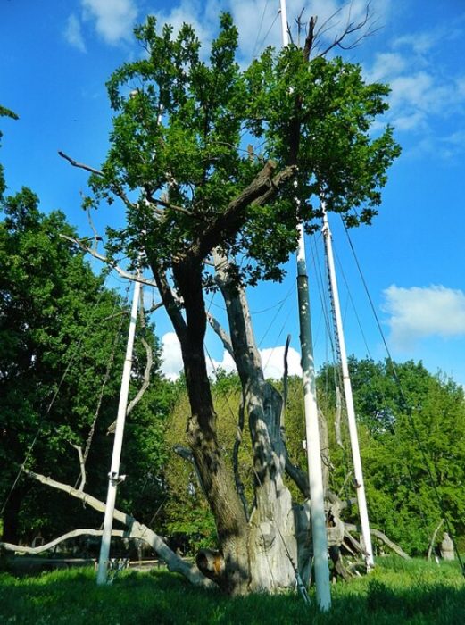 Запорожки дъб