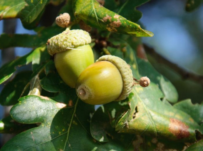 Дъбови жълъди