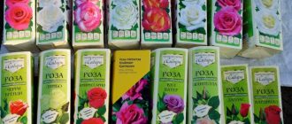 Рози от Алтайски семена