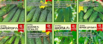 Семена от алтайска краставица